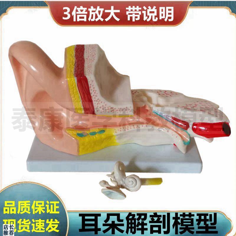 采耳练习模型人体耳m朵结构可拆卸拼装五官神经科教学展示内耳迷