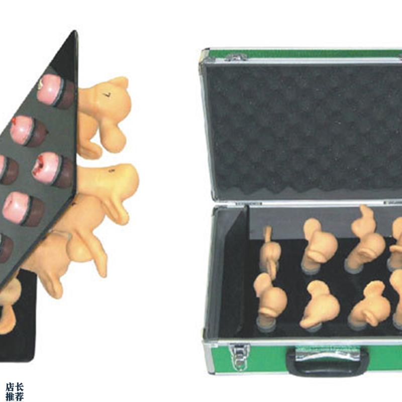 培训模型妇科高级子宫宫颈病变模型(R8件)子宫模型