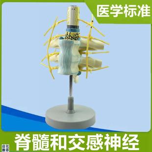 交感神经模型胸段脊髓周围神经颈椎E管脊髓解剖脊神经分布医用仿
