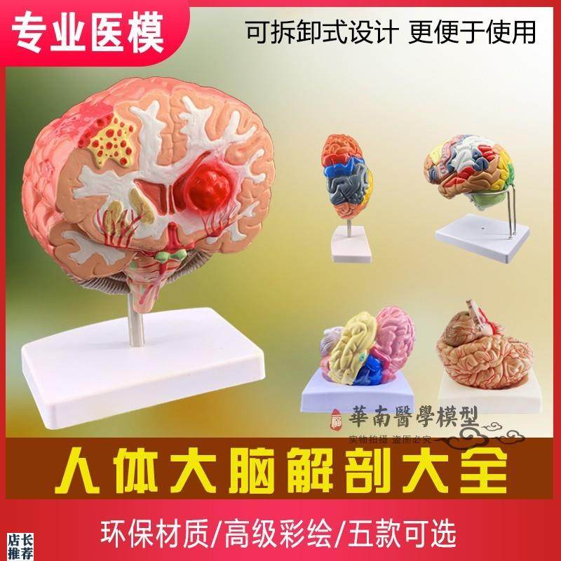 人体大脑模e型脑血管模型脑解剖模型医学教学用模型可拆分9倍件