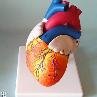 心脏模型心房心室心瓣解剖t模型人体教仪医用医学教学模型厂家直