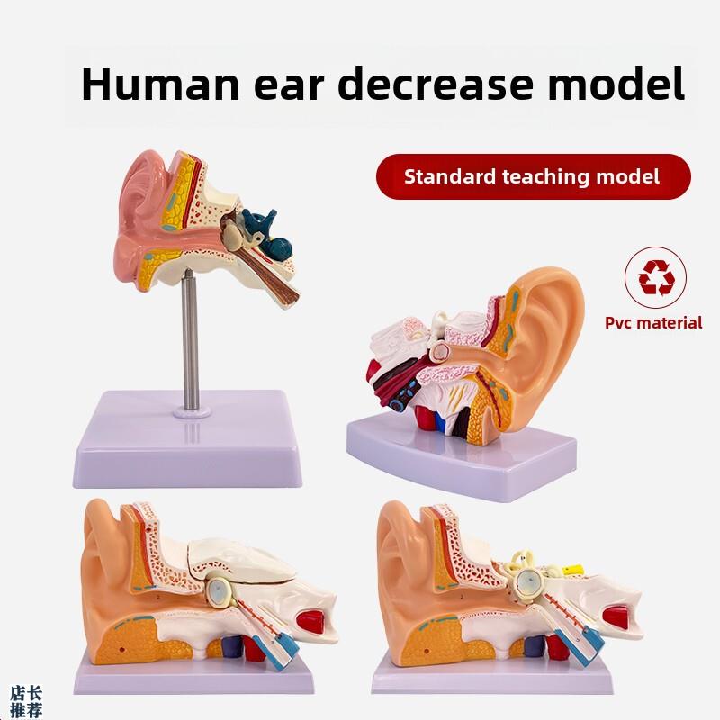 耳模型台c式耳解剖模型外耳中耳内耳听觉系统器官耳结构教学医学