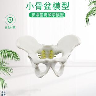 盆骨模型小型人体骨盆模型分娩示D范教学模型桌上礼品模型包邮