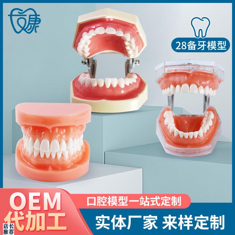 牙科全口可拆卸备牙模型软牙龈B模型练习牙齿模型送螺丝螺刀