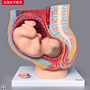 女性生殖系统模型人体矢状解剖盆腔腹部结M构怀孕妇产科示教学胎