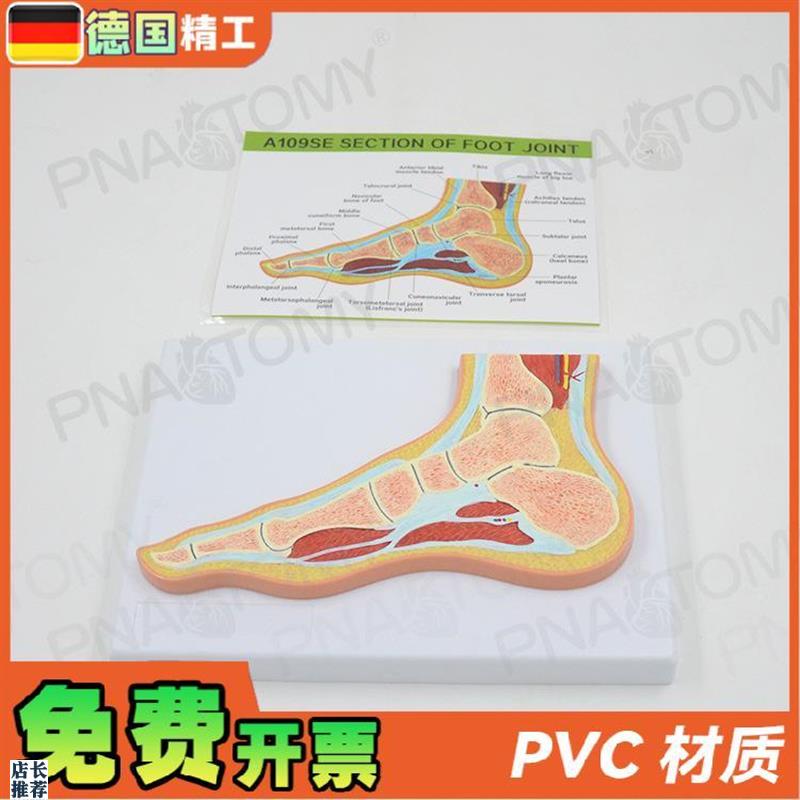 德国人体MRI脚关m节骨骼肌肉剖面构造解剖模型医学骨科疼痛科教学