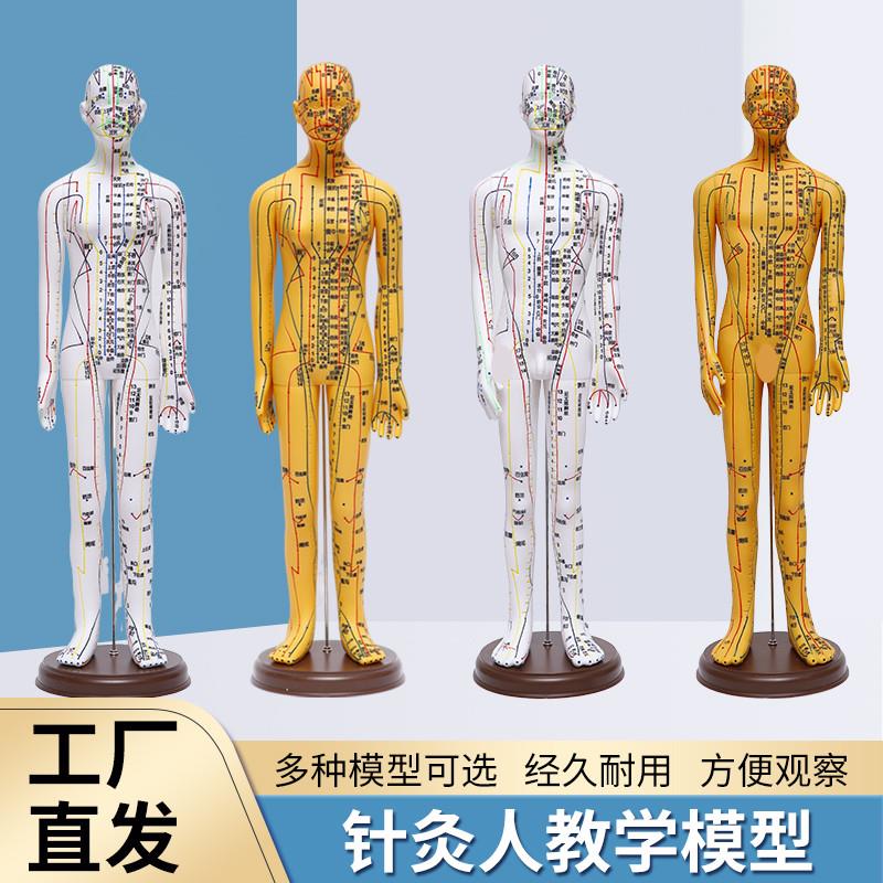 5262CM超清人体针灸穴位模型十二经络通铜色中S医教具刻字版男女