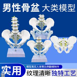 教学自然大男性骨l盆模型附五节腰椎及股骨髋骨骶骨尾椎骨骼模型