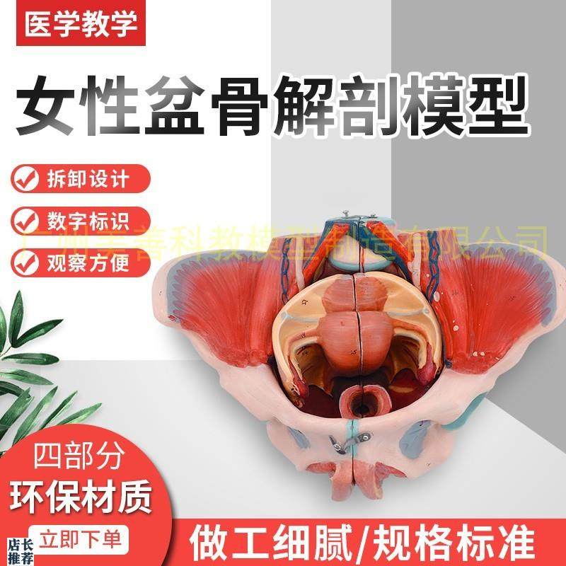 女性骨盆附c生殖器官解剖模型女性骨盆带血管神经模型骨盆模型