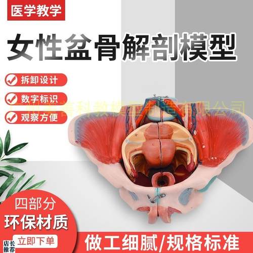 女性骨盆附c生殖器官解剖模型女性骨盆带血管神经模型骨盆模型