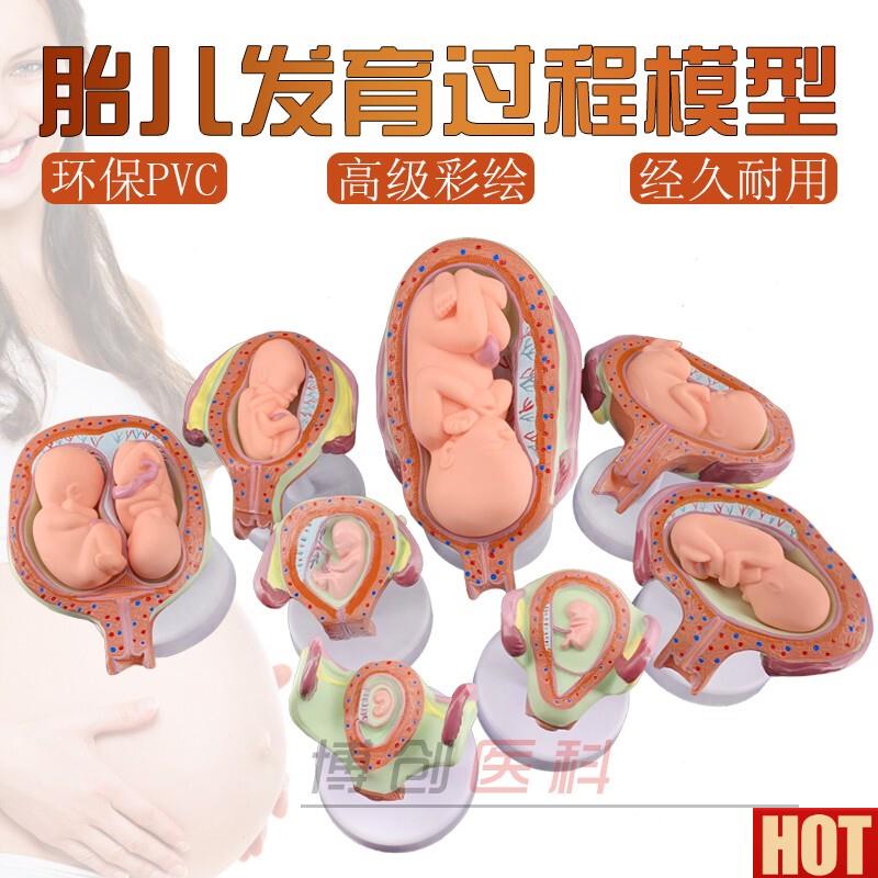 划生育展示模型 妊C娠模型 妊娠胚胎发育模型 胎儿发育模型包邮
