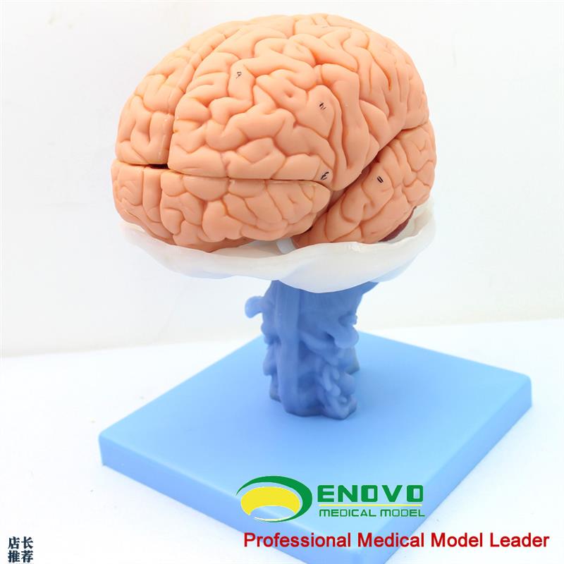 ENOVO医学人体m大脑解剖模型脑干脑室间脑小脑模型神经科系统模型