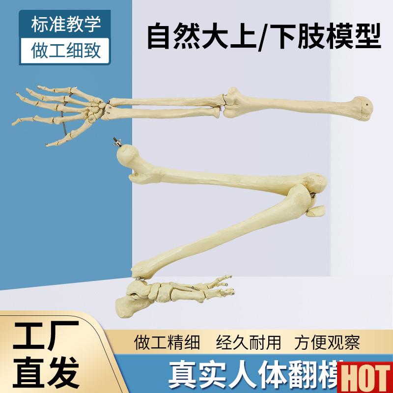 然大人体上肢下肢骨骼模型成人手臂肱骨尺桡骨1比1K手骨手掌脚骨