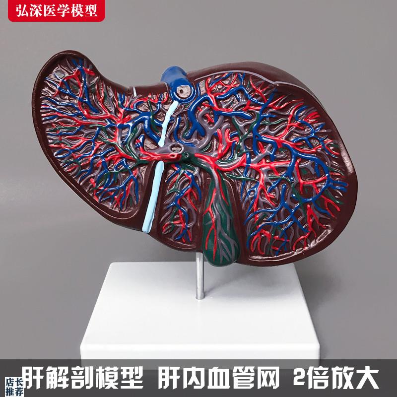 肝解剖模型2倍人体肝胆r内脏消化器官血管网结构胆囊医学教学模具