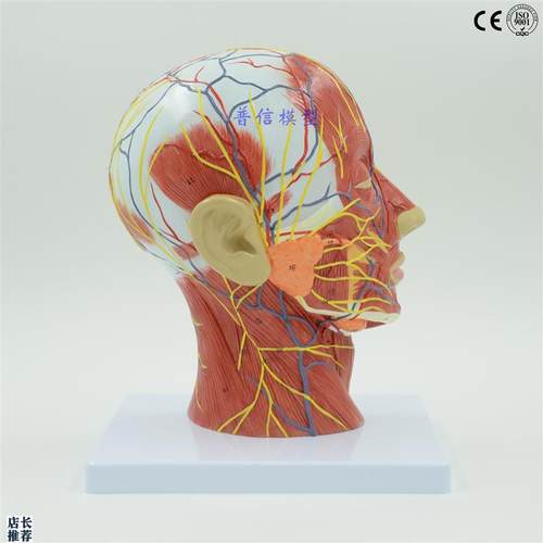 头颈浅表神经模型血管肌肉美容大脑腮腺教学T医用一比一大小