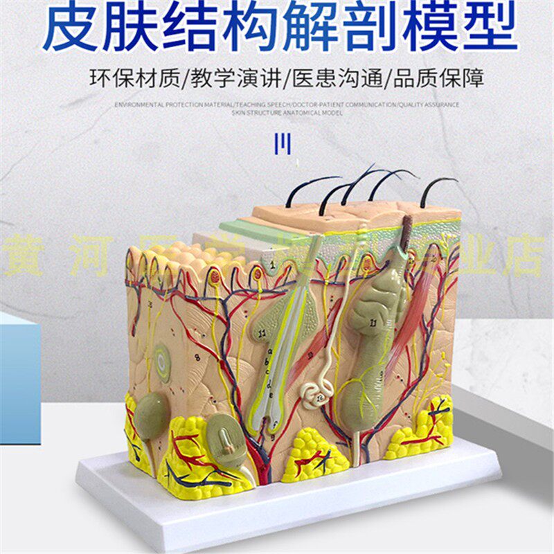 放大版人体e皮肤组织结构解剖模型 微创皮肤美容整形教学模型 50