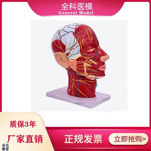 鼻腔咽喉解剖人体头骨带L肌肉神经血管模型
