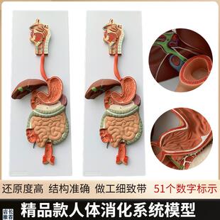 人体消化系d统模型鼻咽喉消化道胃剖面胃解剖模型肛肠科大小肠