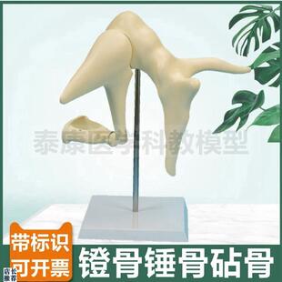 听小骨模型锤骨砧骨镫骨内耳螺旋器听觉声波声音传导鼓Z膜耳蜗半