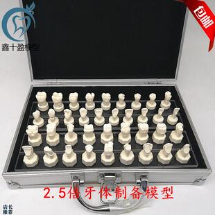 牙科口腔模型牙体制备模型2.5倍牙冠预备烤瓷R备牙基牙教学演示