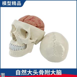 教学医学a头颅骨可拆卸大脑模型人体头骨模型1:1颅脑解剖神经科