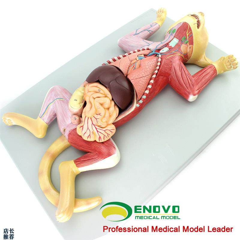 ENOVO颐诺猫解剖模型宠物器官内脏肌肉神经猫R的解剖结构生理习性