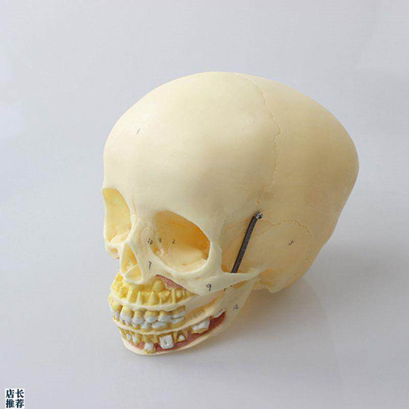 瑞泰医学模型儿童头骨上q颚下颌骨口腔牙齿1比1仿真婴儿颅骨囟门