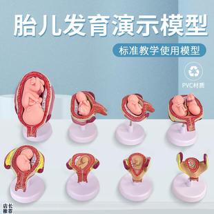 妊娠发育c过程模型胚胎计划生育模型计生展示模型胎儿模型子宫