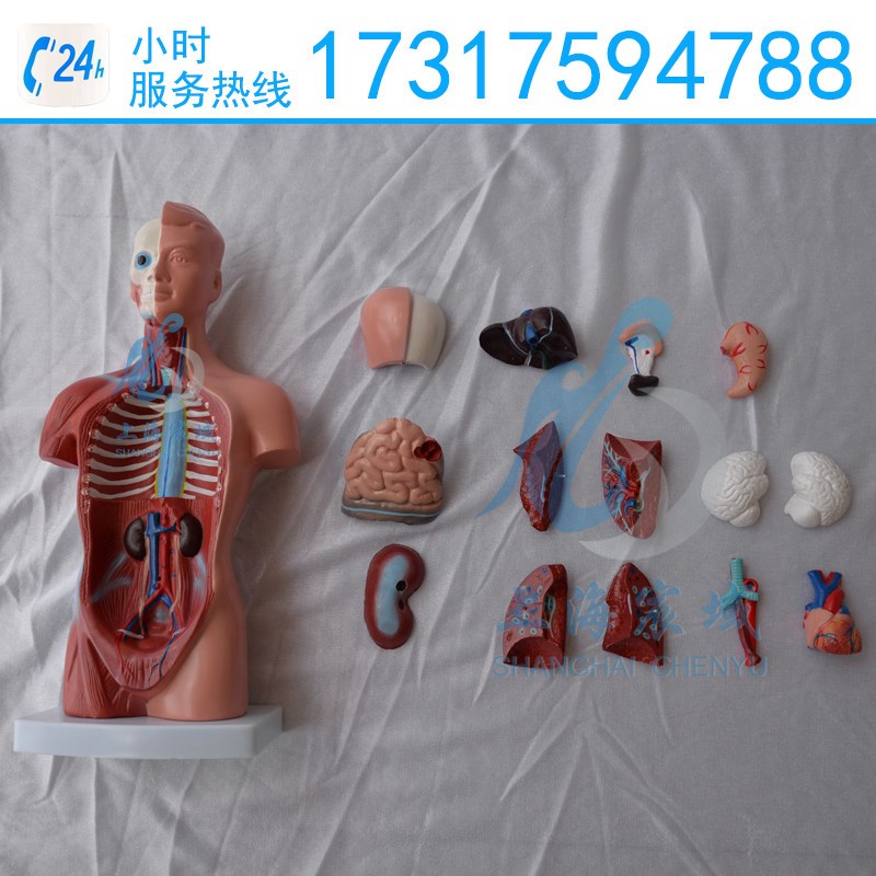 迷你躯干模型 26CM 人体躯干模型 人体内L脏器官模型 人体解剖模