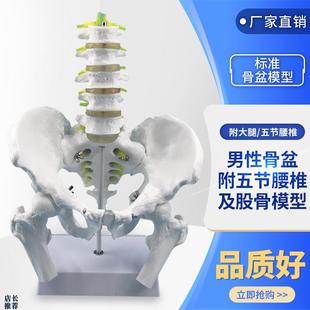 男性骨盆附五节腰椎脊柱模型盆y骨模型人体骨骼模型股骨腰椎椎间