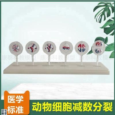 动物细胞减数分裂模型植物细胞有丝分裂生物教具R中学生实验器材