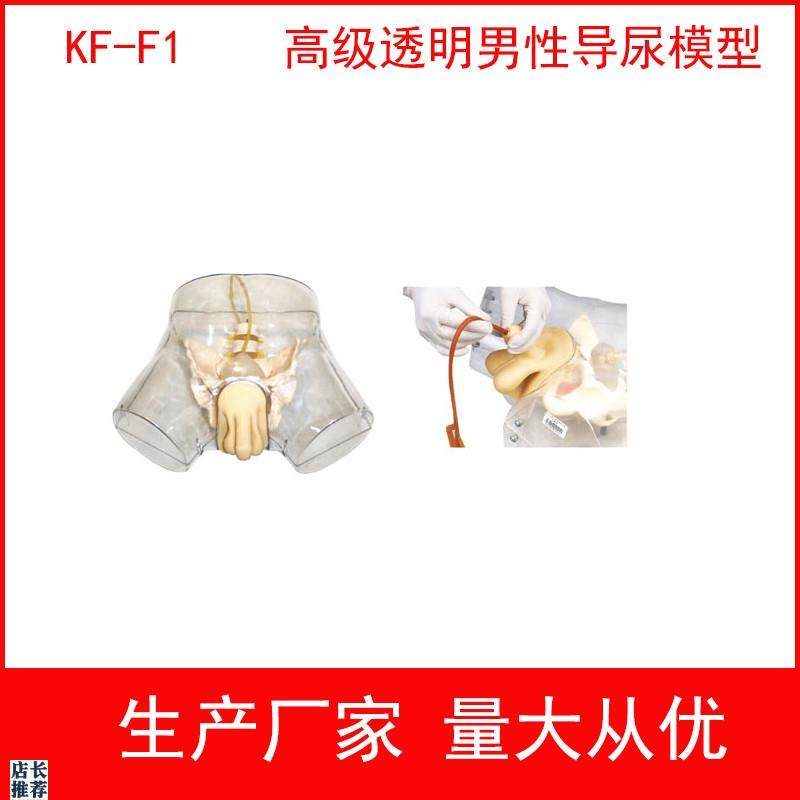 高级透明男性导尿女m性导尿模型透明导尿练习模型透明导尿示教模