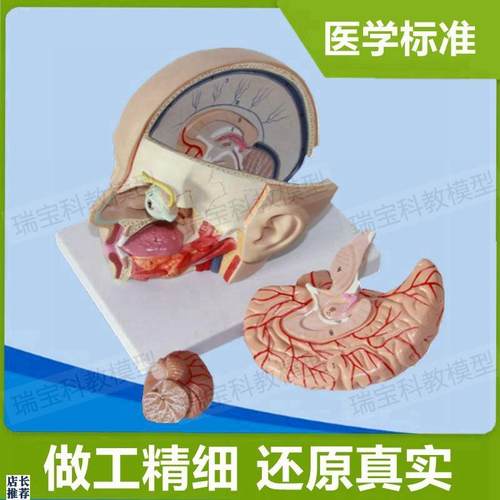自然大脑模型g拆卸8部件可拼装小脑血管脑干组织神经密室道具素描