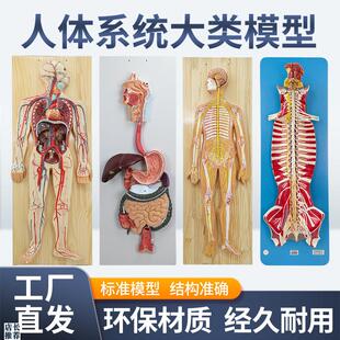 人体神经系统模型中枢脊髓血液循环系统泌尿系S统消化系统内分泌