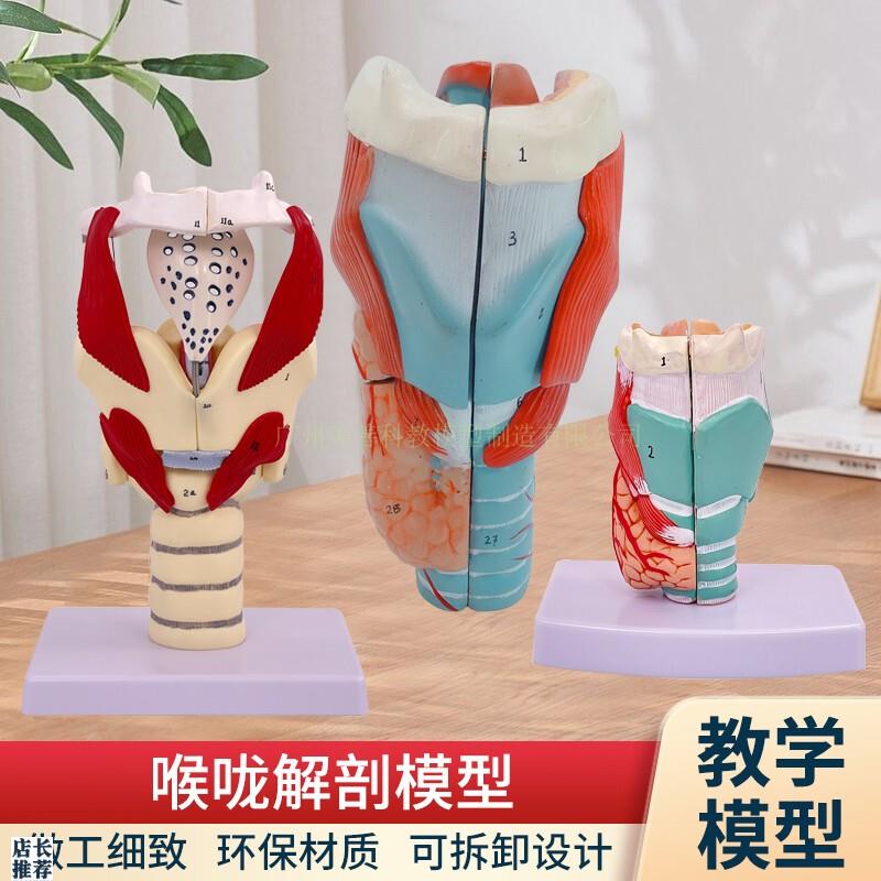 喉咙解剖咽喉模型2倍放大标本喉部血管甲L状腺喉结头医院教学模型