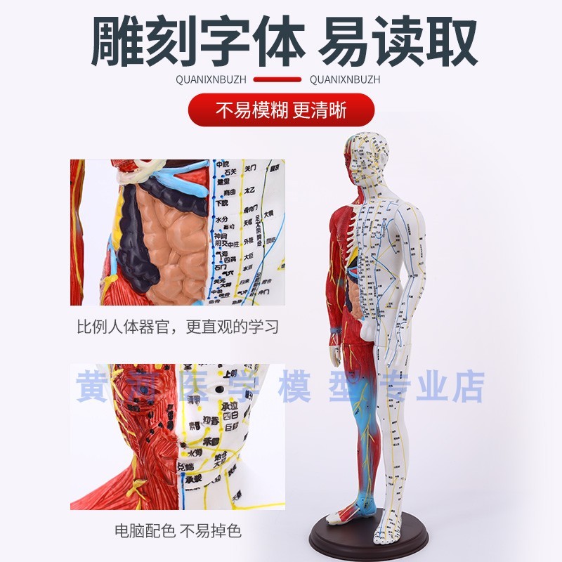 刻字超高清晰人体穴位模型针灸按摩教学模型60CQM半皮半肌经络模