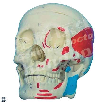 成人头颅骨肌肉着色C模型A11111/2