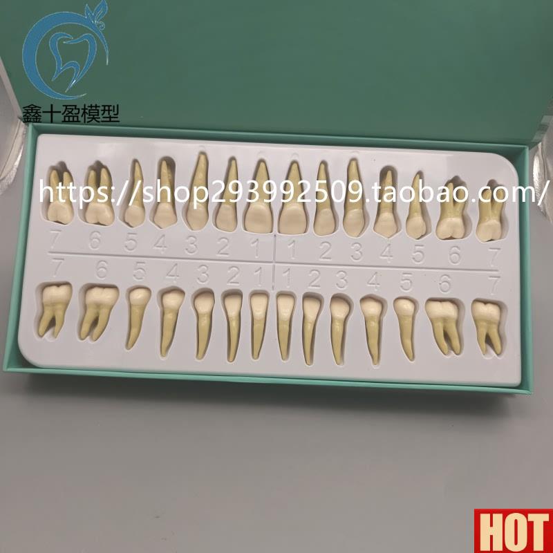 .5倍牙模型形态解剖和雕刻双色离体牙3d倍窝洞制备牙齿解剖7026-1