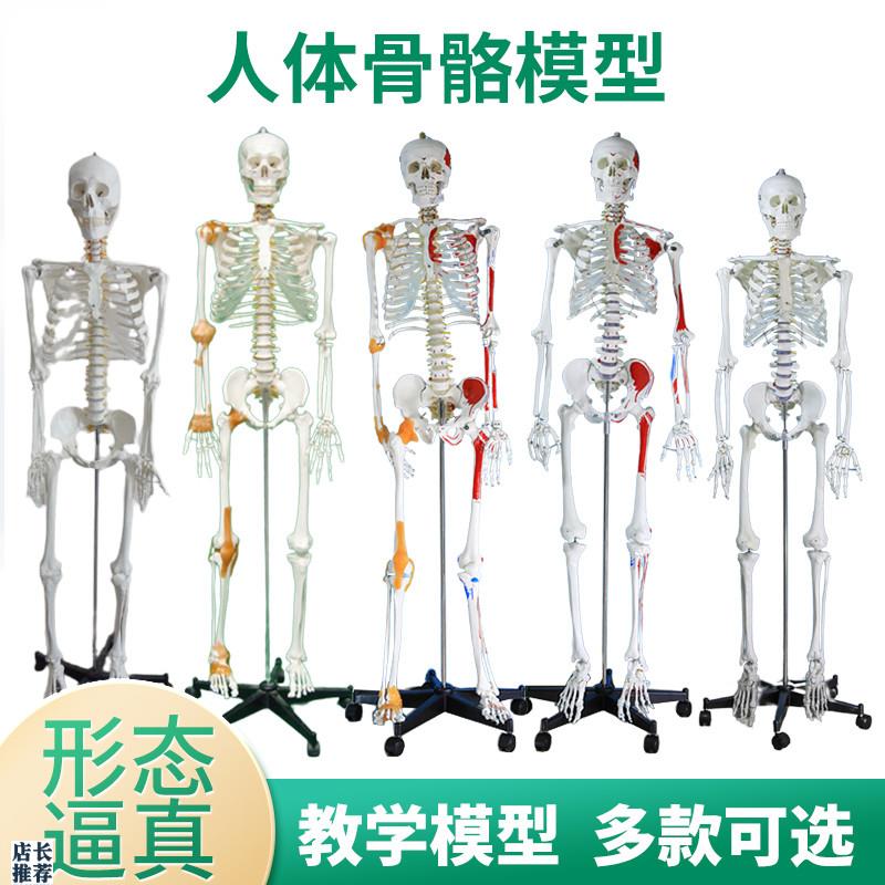 170cm人f体肌肉骨骼结构全身骨架模型可拆卸医用脊椎瑜伽小白骷髅