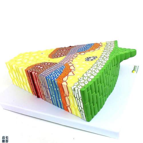 ENOVO颐诺双子叶植物茎结构A放大模型向日葵花植物茎的形态植物