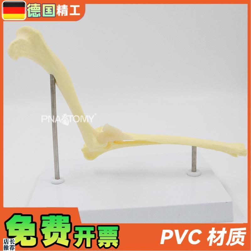 德国】狗肘关节模型犬q骨骼关节解剖展示道具1比1大医药促销礼品