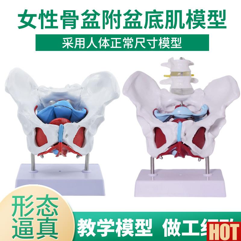 底肌模型 产d后恢复女性骨盆肌肉及子宫盆骨分娩助产教学模型