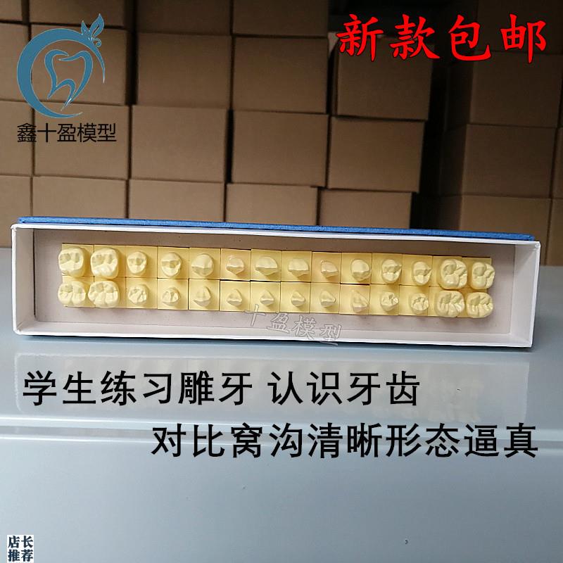 牙齿模型口腔模型新款1.2倍标准雕牙J对照模型口腔教学牙科模型