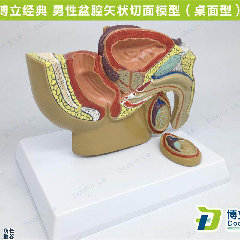 人体小型男性前列腺模型盆腔睾丸前型男科N泌尿科生殖系统生殖器