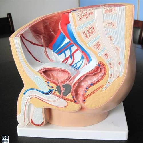 男性盆腔正中矢状解m剖模型(1件)人体生殖器教学示教练习训练标本