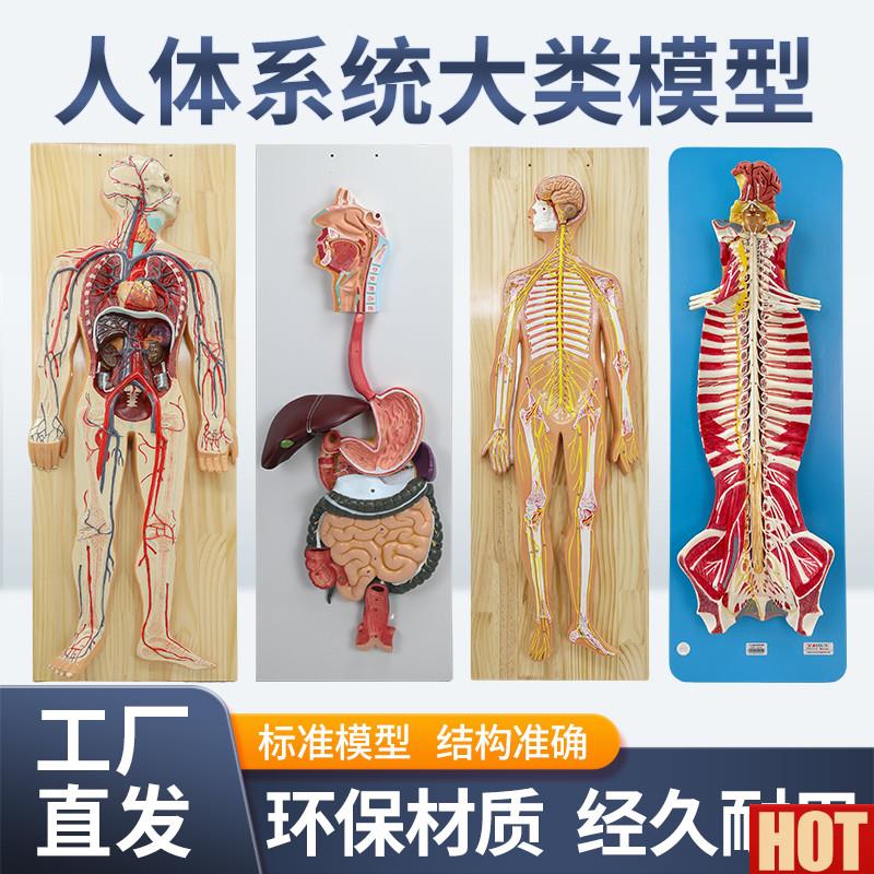 体八/九大系统模型 血液v循环神经消化内分泌运动淋巴泌尿系统