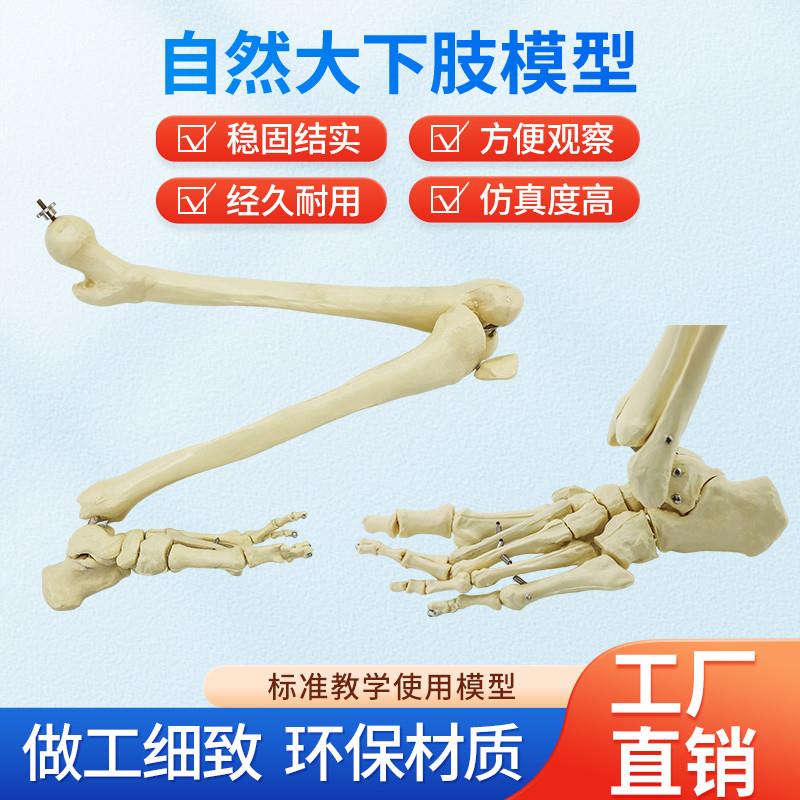 然大人体Q上肢下肢骨骼模型成人手臂肱骨尺桡骨1比1手骨手掌脚骨