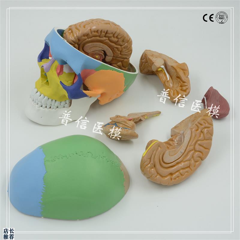 1比1大c小人体头颅骨模型血管头骨模型脑解剖肌肉大脑模型医用