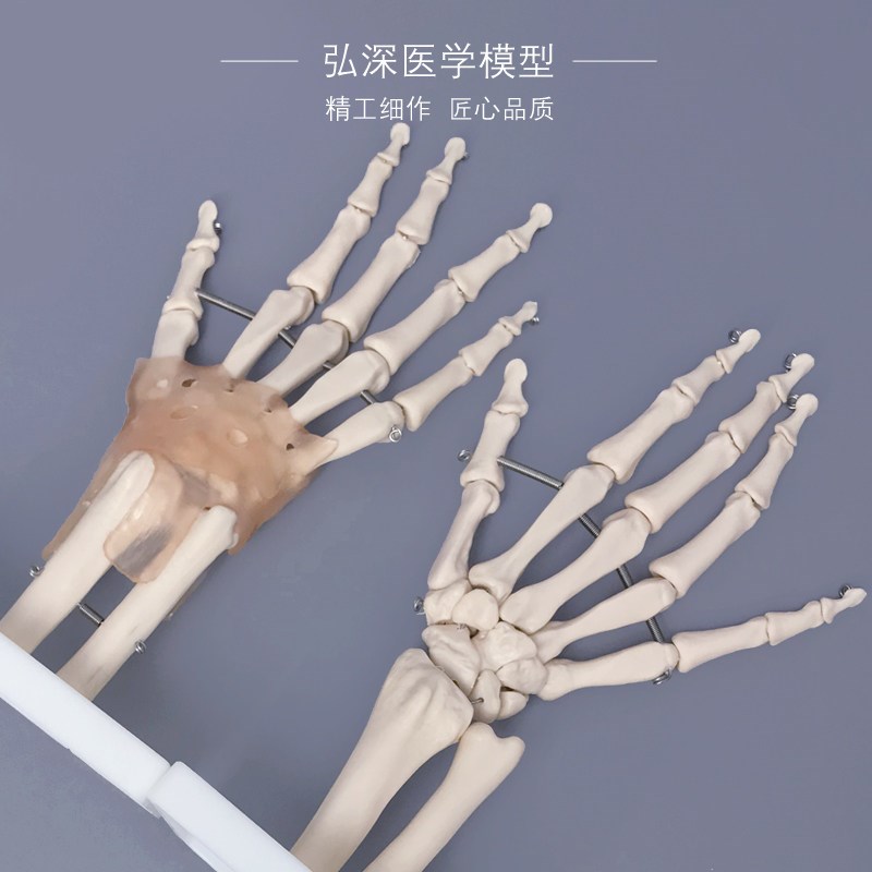 手脚骨模型手腕脚踝关节手掌骨骼足部足骨附M韧带结构医学教学玩