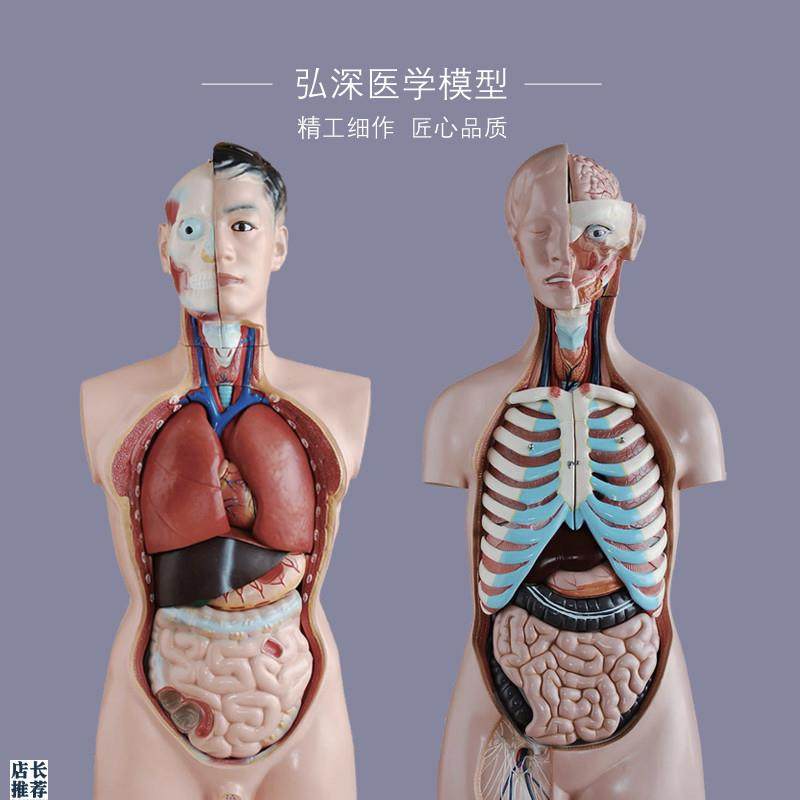 躯干模型人体内脏胸腹部器官解z剖心肝脾肺肾五脏六腑医学教学拼